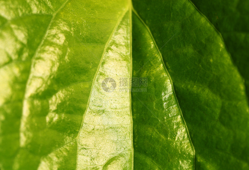 绿叶叶生长生态植物群静脉植物宏观活力季节花园绿色植物图片