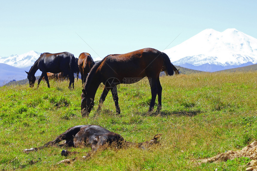 夏季秋天的考克斯草地上的马动物晴天蓝色农村牧场风景国家草地季节植物群图片