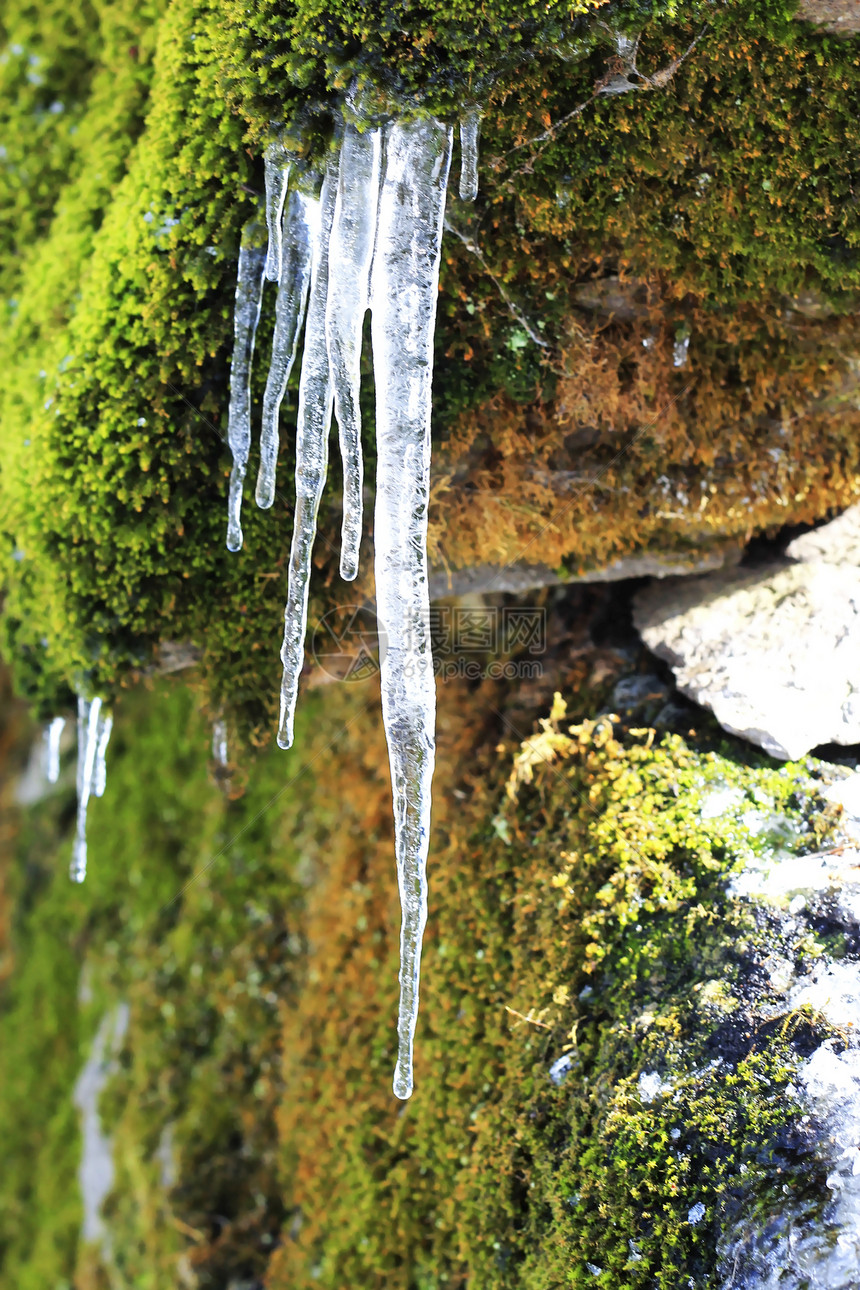森林中石头上挂着的冻冰棒天气苔藓白色冰柱绿色植物水晶冻结季节岩石图片