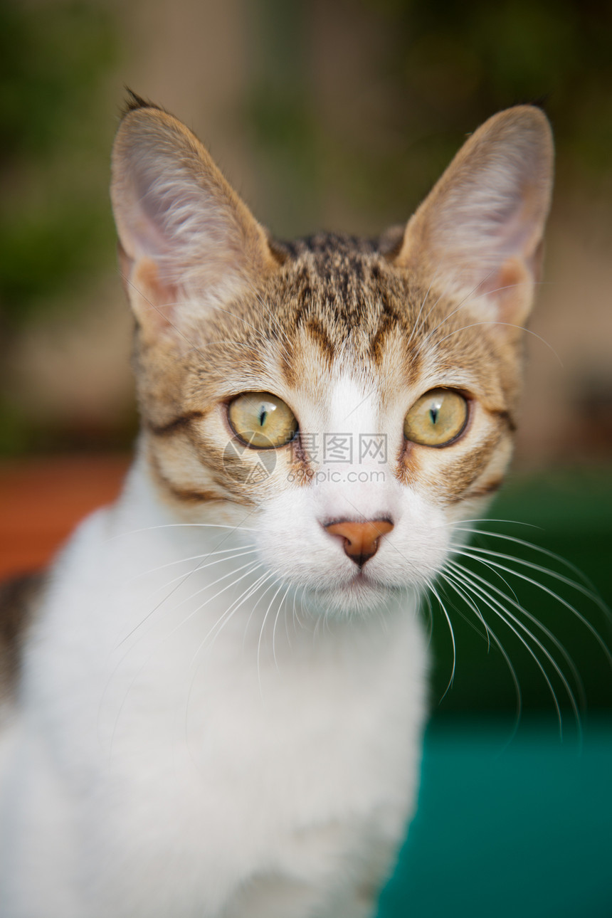 可爱猫猫的近缝图片