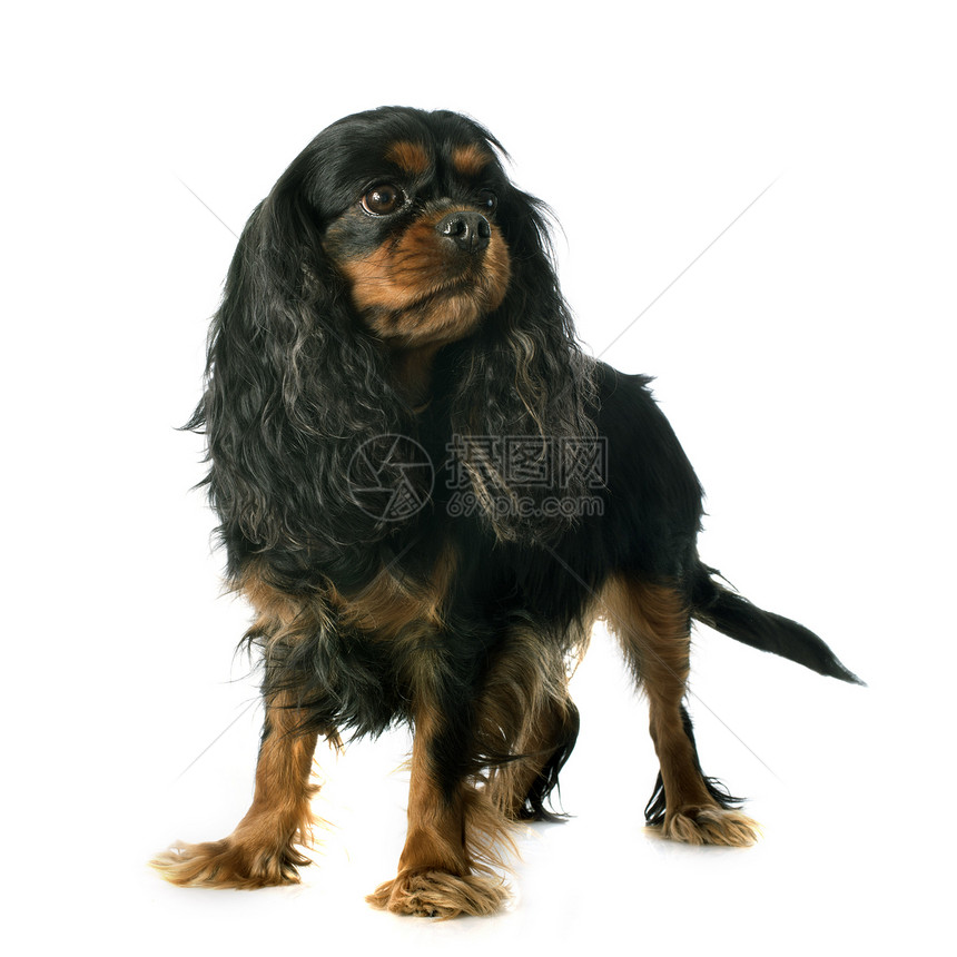 骑兵骑士王查尔斯黑色棕色宠物犬类黄褐色工作室成人猎犬小狗动物图片
