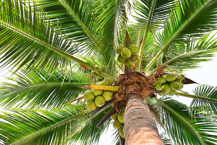 椰子棕榈树坚果绿色气候热带水果图片