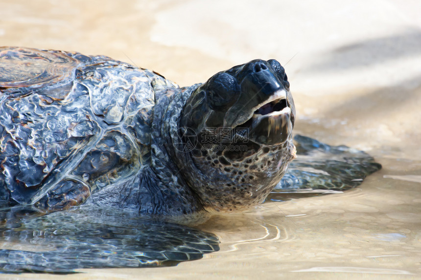 水下海龟热带鱼水族馆热带潜水野生动物生物蓝色玳瑁多样性荒野图片