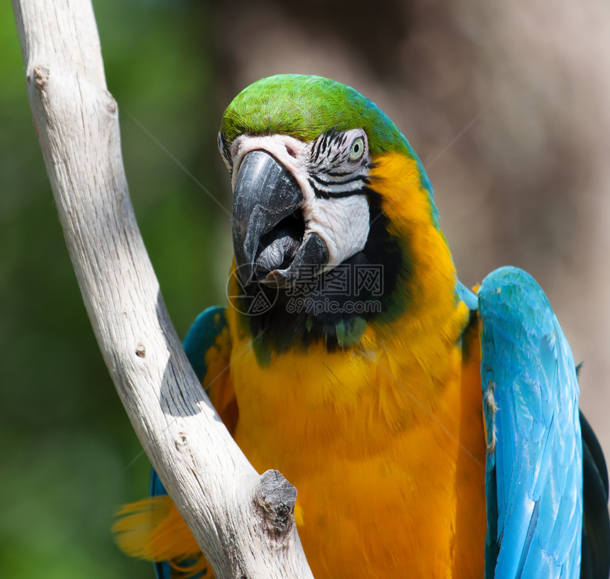 麦考在一棵树上金刚鹦鹉翅膀生活丛林宠物红色鸟舍动物群热带鸟类图片