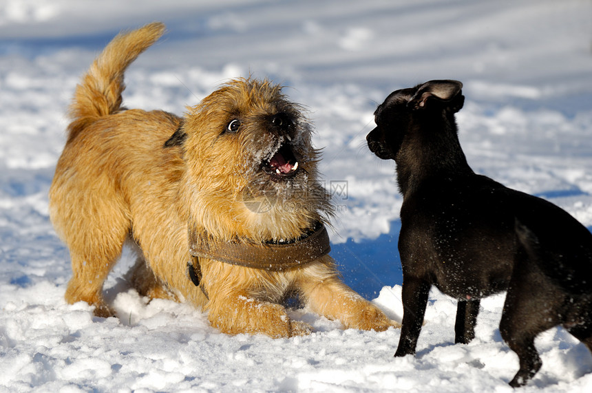 两只狗在玩猎犬犬类哺乳动物朋友动物行动伴侣钳子宠物运动图片