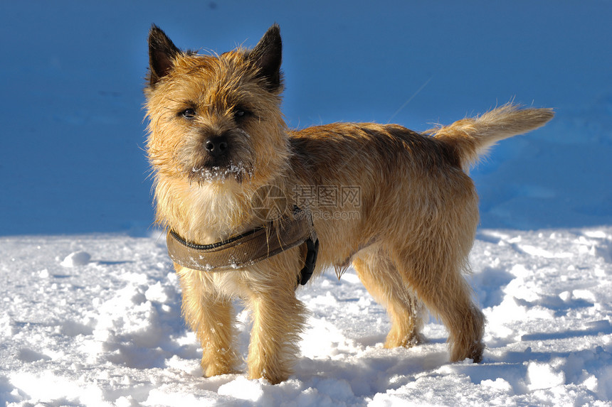 雪中的狗朋友宠物小狗忠诚犬类动物伴侣生物哺乳动物图片