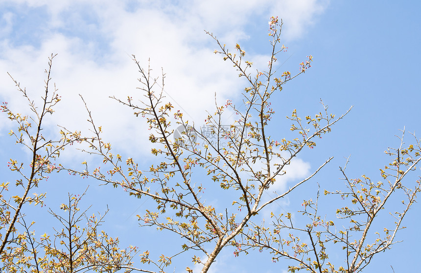 樱桃分支木头蓝色公园植物季节旅行天空花瓣场景花园图片
