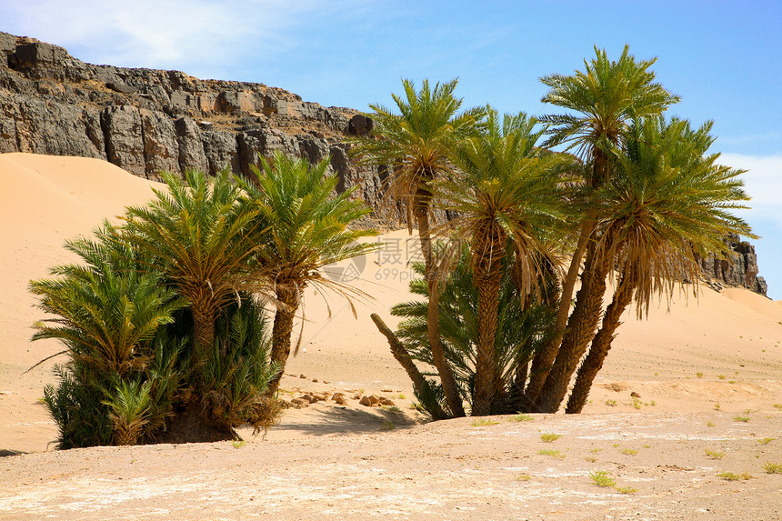 摩洛哥的棕榈树和自然景观摩洛哥天空环境地平线干旱曲目沙丘蓝色孤独全景黄色图片