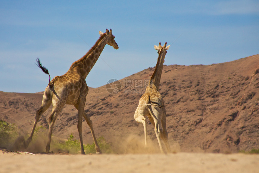 条状运行中情绪跑步动物园捕食者环境野生动物沙漠天空哺乳动物危险图片