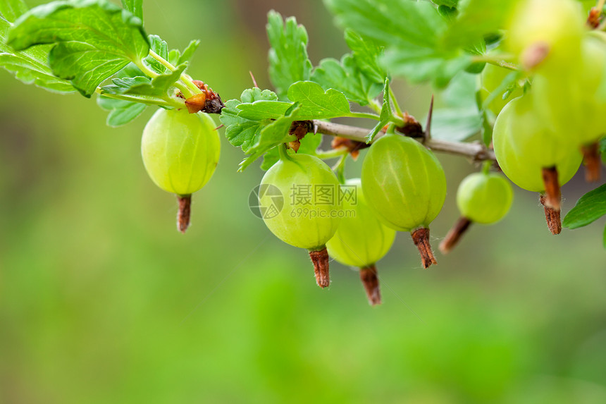 树枝上的鹅莓水果衬套蔬菜太阳花园植物食物枝条绿色树叶图片