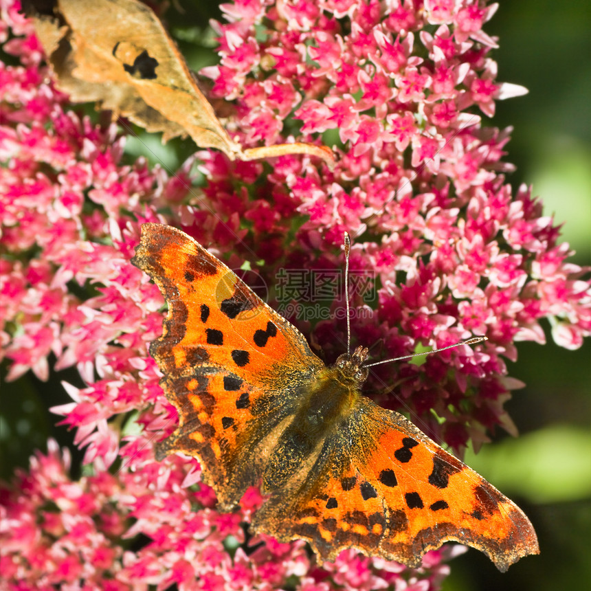 食用塞杜姆花朵的逗蝴蝶专辑昆虫花园场景季节动物粉色季节性阳光逗号图片