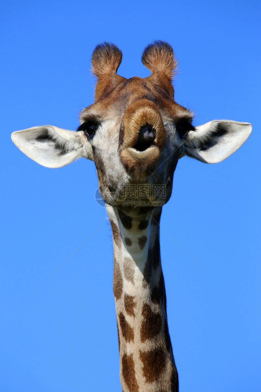 吉拉菲笑脸牛角天空动物斑点哺乳动物野生动物荒野棕色食草嘴唇图片