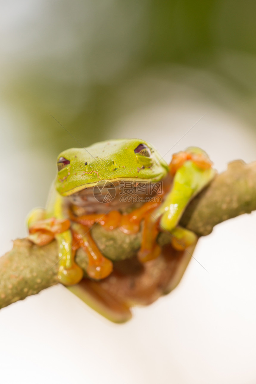 红眼树蛙雨林青蛙两栖宠物叶子橙子环境气候摄影物质图片