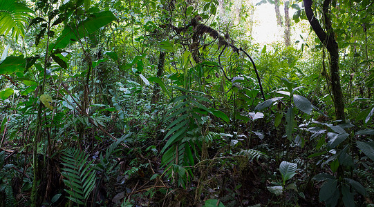 热带云林哥斯达黎加云林 森林热带国际燃料水平保护区树叶环境场景绿色生物背景