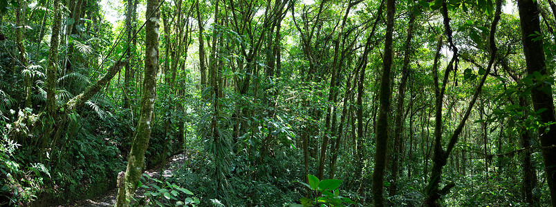 热带云林哥斯达黎加云林 森林热带雨林气候探险蕨类保护区燃料植物绿色场景水平背景