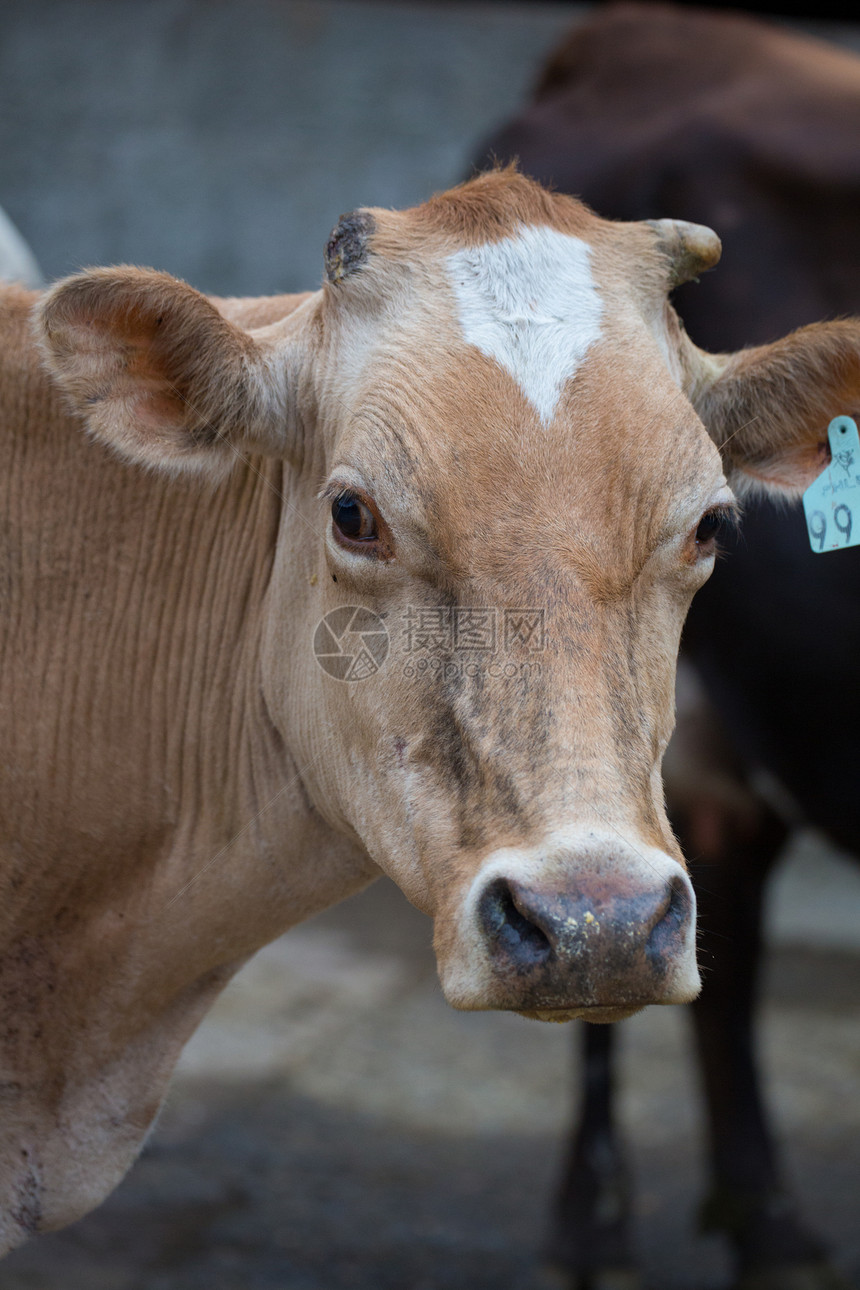 奶牛蓝色家畜隐藏乳牛家养牛主题奶牛场动物农场草地图片