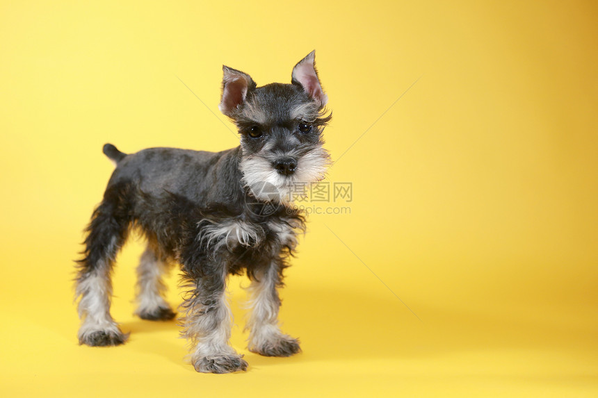 小小动物Schnauser 狗狗猎犬动物工作室小狗犬类宠物哺乳动物小动物朋友白色图片