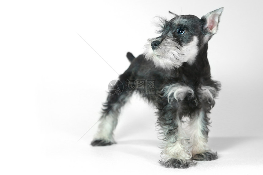 可爱婴儿迷你小狗 白色的Schnauzer 小狗工作室哺乳动物宠物犬类动物朋友小动物猎犬图片