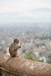 城市猴子尼泊尔寺的猴子森林哺乳动物野生动物荒野城市动物猕猴动物园毛皮山谷背景