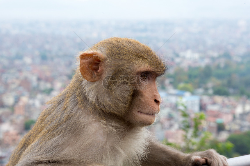 尼泊尔寺的猴子文化山谷猕猴荒野野生动物动物园灵长类动物猴庙毛皮图片