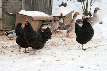禽类农家院鸟舍国家冻结家禽母鸡公鸡谷仓外壳鸭子背景图片