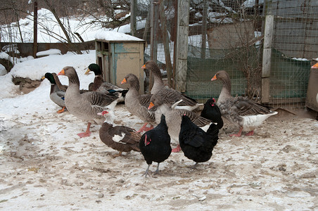 禽类栅栏家畜鸭子农场动物群国家家禽母鸡翅膀谷仓背景图片