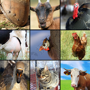 收集不同农用动物的数量高清图片