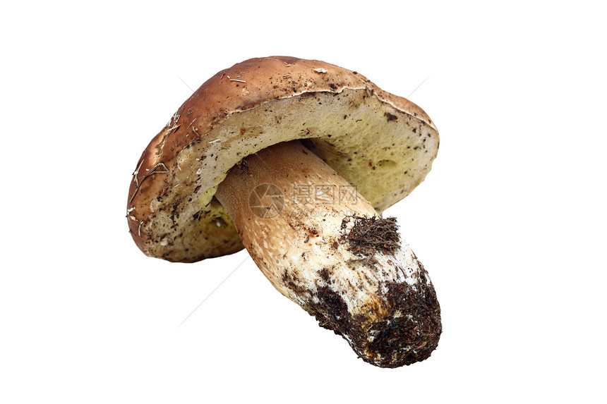 孤立的真菌黑龙蘑菇图片