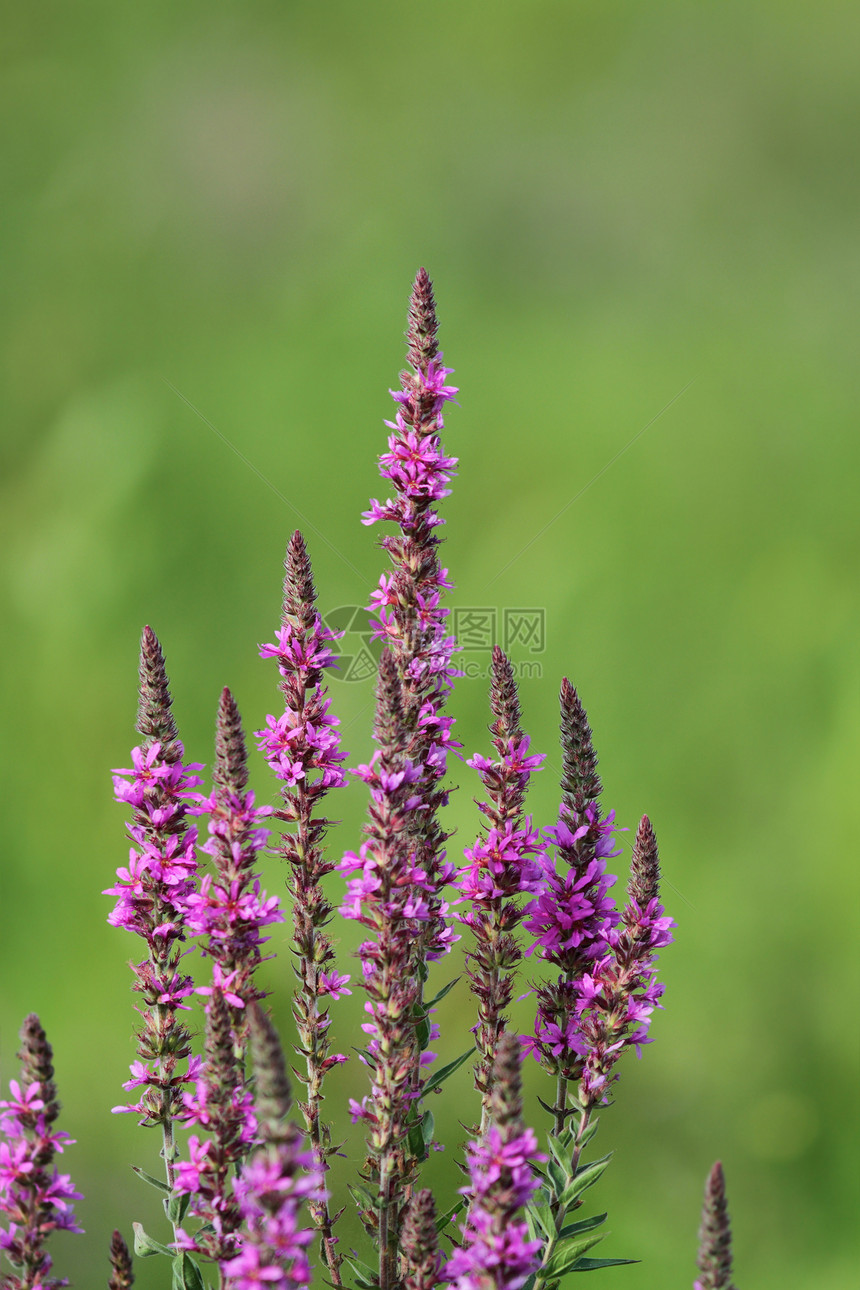 紫色的野花草本植物植物学叶子场地环境照片植物植物群花粉花束图片