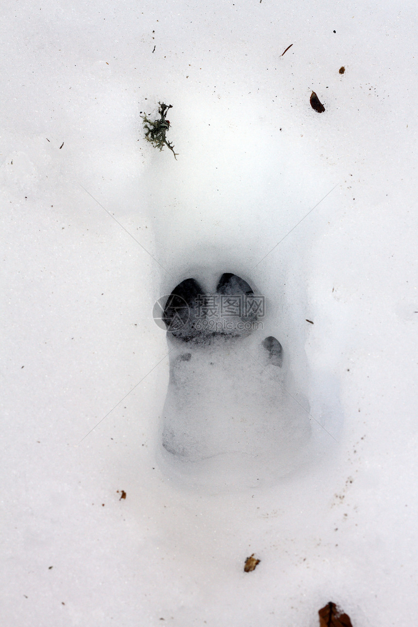 雪中野生野猪轨图片