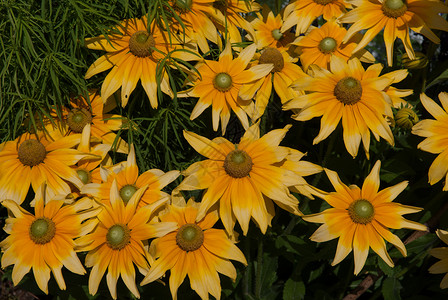 黄伽萨尼亚绿色花坛黄色草地高清图片