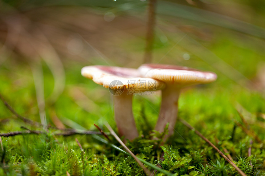 棕色蘑菇秋季户外大型闭合季节荒野孢子植物群团体食物菌类宏观蔬菜地球图片