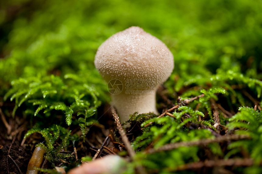 棕色蘑菇秋季户外大型闭合宏观植物苔藓季节橙子团体荒野蔬菜地球菌类图片