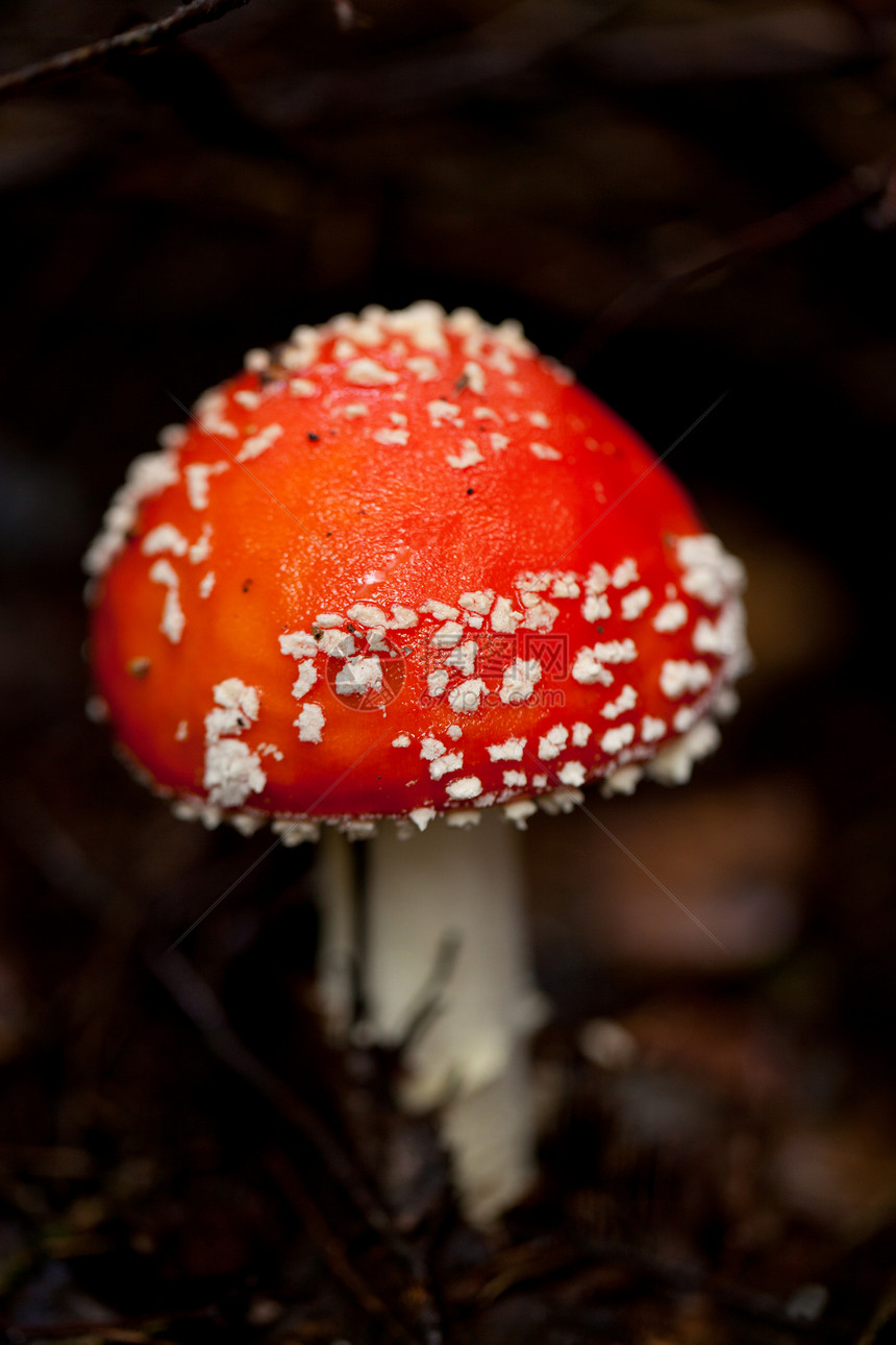 森林秋天的蘑菇详细细节 请见此苔藓季节地面植物草地宏观荒野菌类生物公园图片