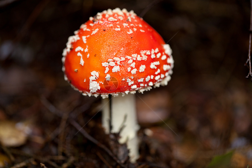 森林秋天的蘑菇详细细节 请见此生物地面危险苔藓植物毒蝇荒野叶子木头菌类图片