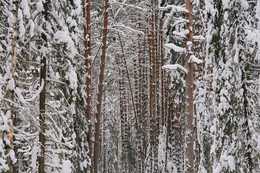 白雪森林白色天气树木松树旅行木头降雪暴风雪季节图片