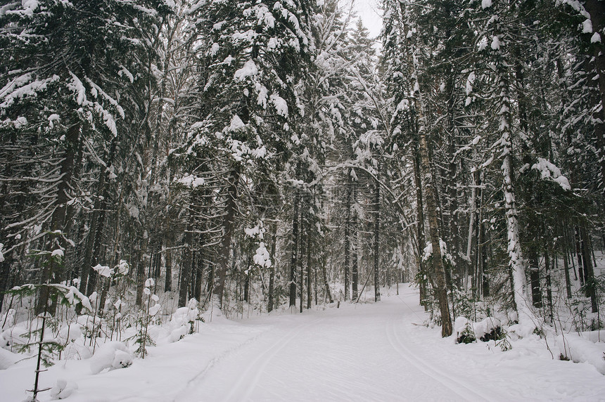 森林视图旅行白色松树暴风雪木头季节降雪树木天气图片