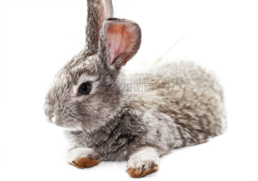 灰兔毛皮野兔耳朵哺乳动物乐趣宏观农业灰色宠物动物图片