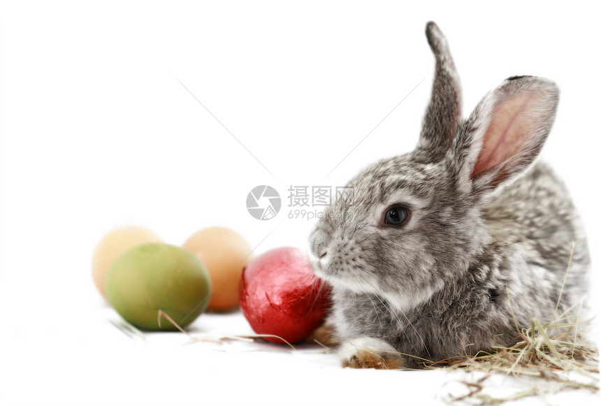 灰兔灰色红色乐趣宏观耳朵哺乳动物宠物白色农业毛皮图片