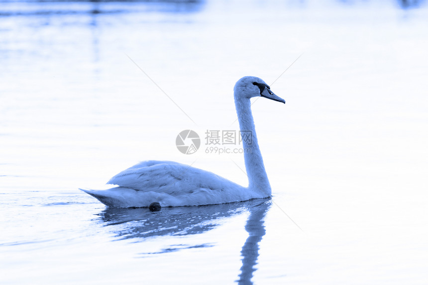 孤单的天鹅鸟类脖子动物荒野池塘游泳日落羽毛日出白色图片