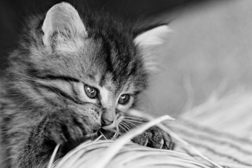 塔比小猫黑色胡须动物婴儿猫咪头发猫科白色毛皮宠物图片