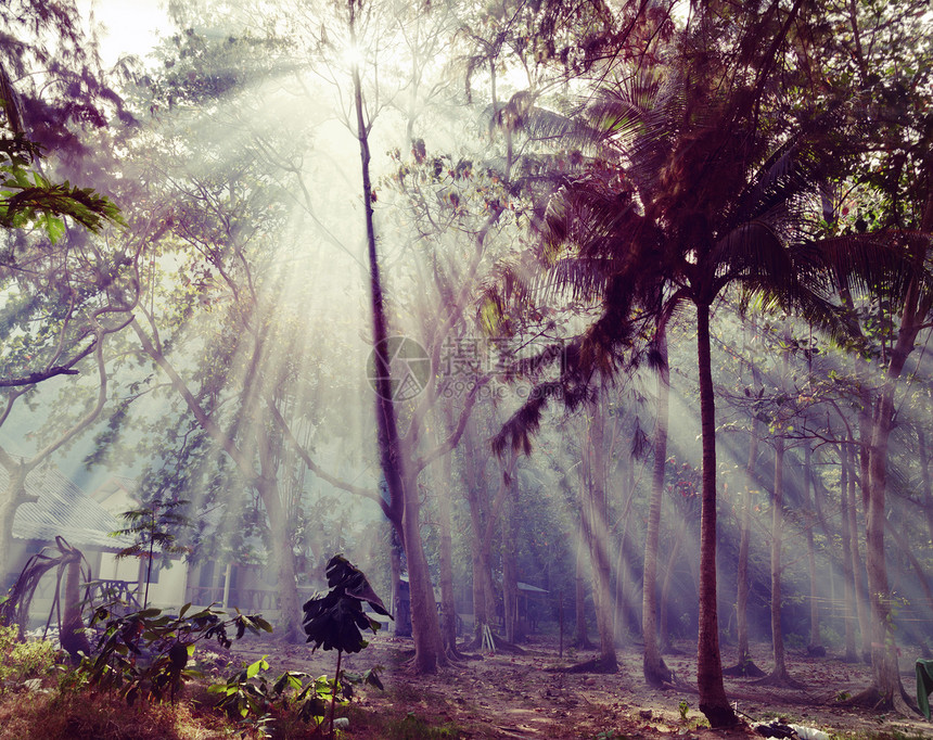 太阳光线环境荒野树木戏剧性树干叶子丛林野生动物晴天森林图片