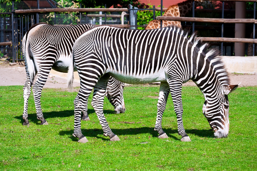 斑马白色动物群公园黑色动物皮肤条纹食草生物动物园图片