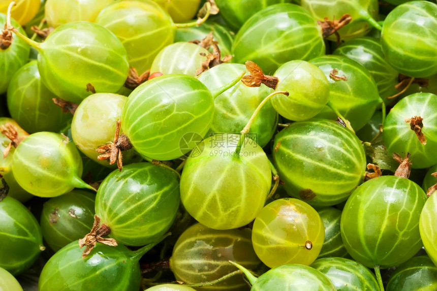 鹅莓浆果白色食物营养绿色宏观水果甜点团体图片
