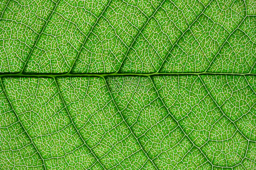 绿叶叶环境绿色活力生态植物学生长植物群静脉生活宏观图片