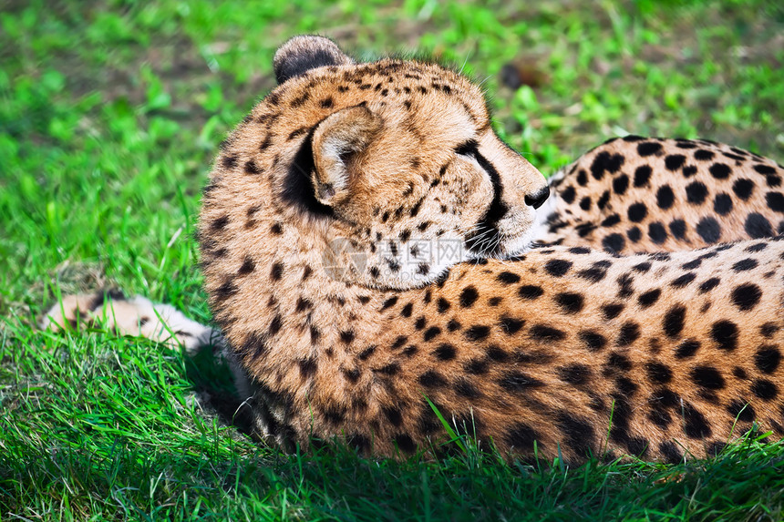 猎豹公园速度野生动物荒野动物园眼睛哺乳动物毛皮食肉猫科动物图片