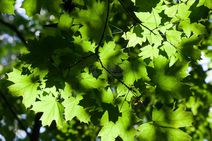 休假背景背景生长环境太阳阳光叶子活力森林绿色植物树木图片