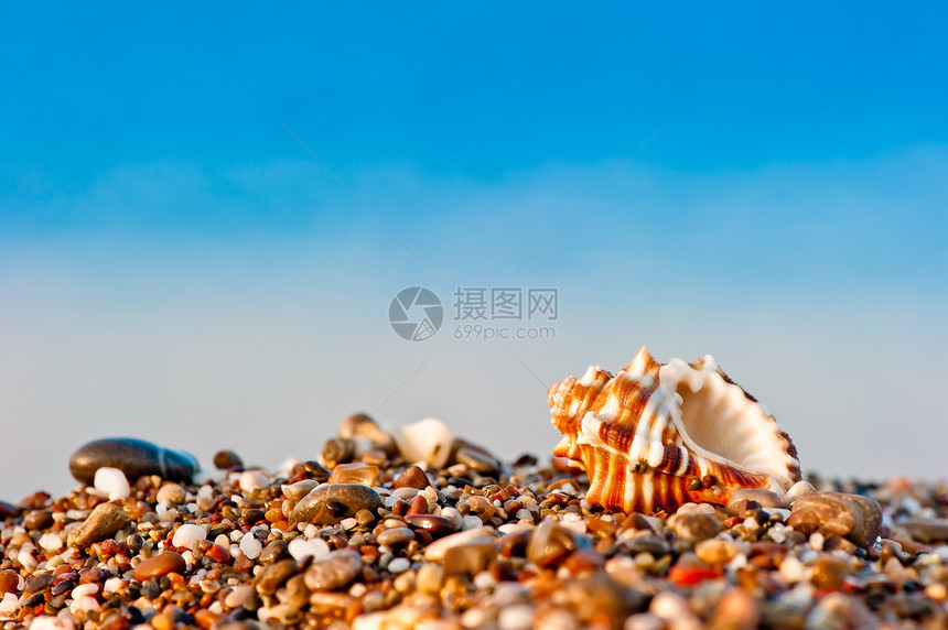在海背景的沙滩上一个贝壳图片
