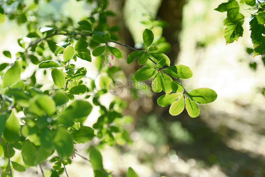 秋叶的丰富多彩的背景背景季节植物黄色公园叶子花园宏观植物群森林阳光图片