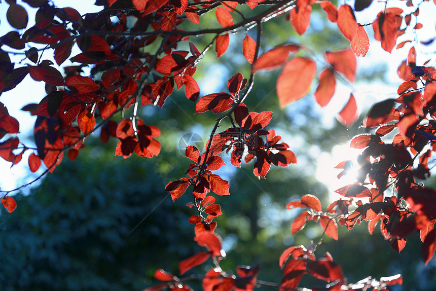 秋叶的丰富多彩的背景背景森林植物公园叶子蓝色橙子阳光天空植物群宏观图片